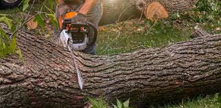 Best Fruit Tree Pruning  in Gordonsville, TN