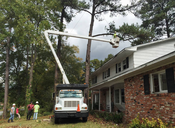 Trusted Gordonsville, TN Tree Care Experts