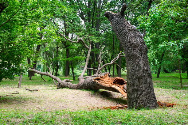 How Our Tree Care Process Works  in  Gordonsville, TN